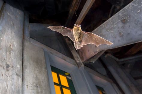 The Pros and Cons of Using Bat Magic Home Depot Products